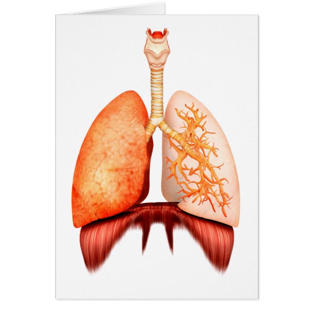 Anatomía Del Sistema Respiratorio Humano, Vista fr (Frente)