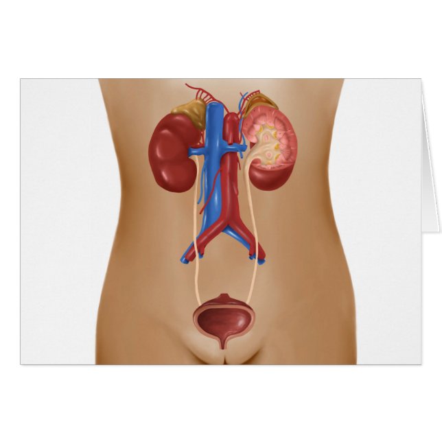 Anatomía Del Sistema Urinario Femenino (Anverso (Horizontal))