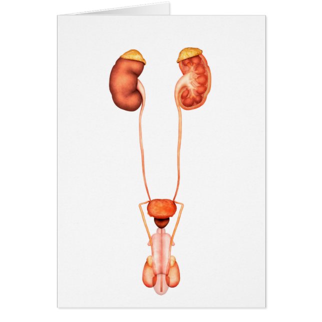 Anatomía Del Sistema Urinario Masculino Humano, Vi (Frente)