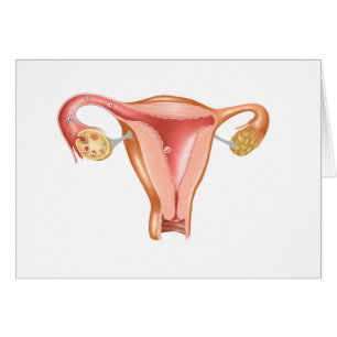 Anatomía del útero femenino 1