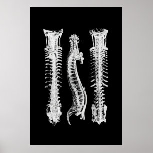 Anatomía dorsal en pared decorativa Poster de arte