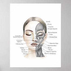 Anatomía facial Músculos faciales Decoración de be