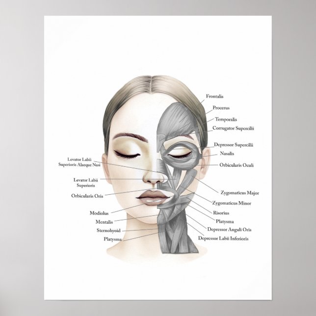 Anatomía facial Músculos faciales Decoración de be (Frente)