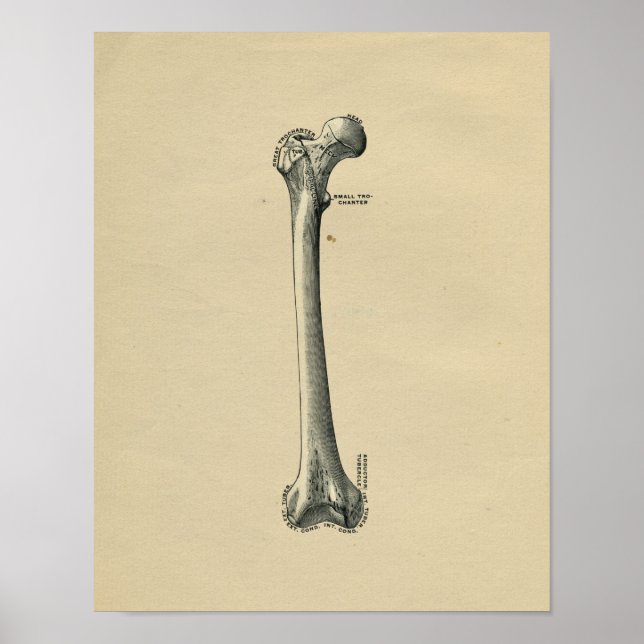 Anatomía Femur Humana 1902 Impresión de época (Frente)
