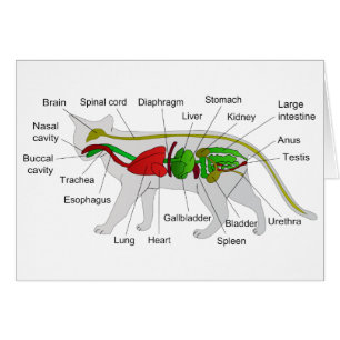 Anatomía general de un Felis Silvestris Catus del