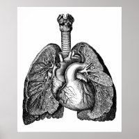 Anatomía humana Corazón pulmón Ciencia Arte