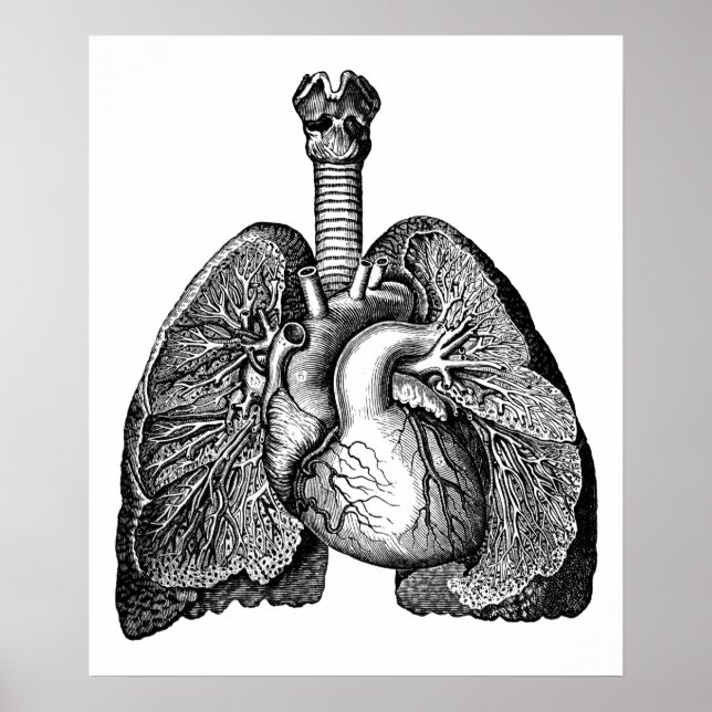 Anatomía humana Corazón pulmón Ciencia Arte (Frente)