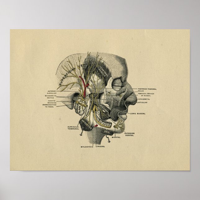 Anatomía humana de nervios faciales 1902 Impresión (Frente)