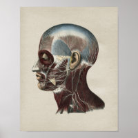 Anatomía Humana de Nervios faciales Impresión de c
