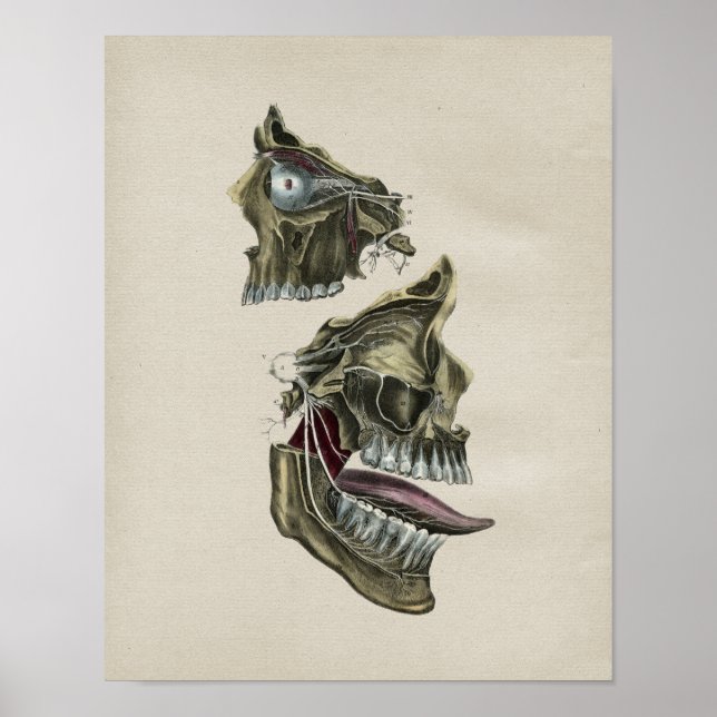 Anatomía Humana de Nervios faciales Impresión de c (Frente)