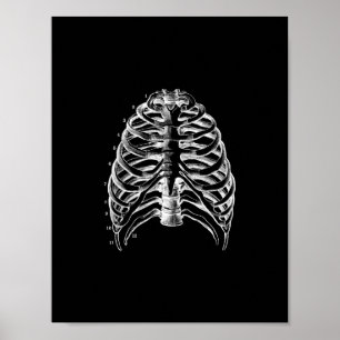 Anatomía humana de Ribcage en la impresión blanco