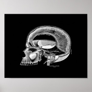 Anatomía humana del cráneo en la impresión blanco