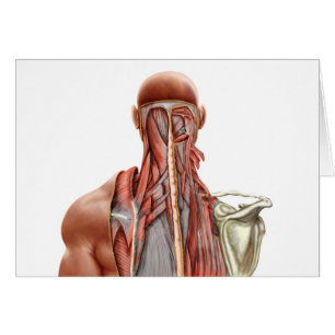 Anatomía humana que muestra los músculos profund