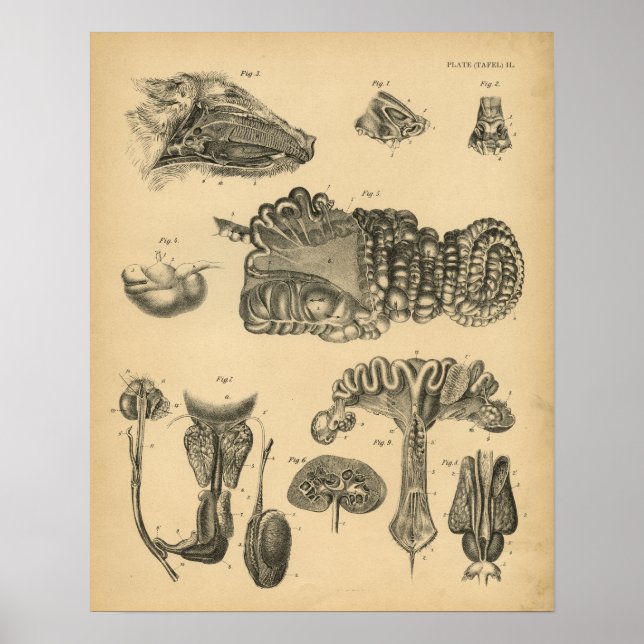 Anatomía interna de cerdo Hog 1908 Impresión de co (Frente)