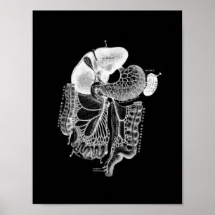 Anatomía interna humana en la impresión en blanco 