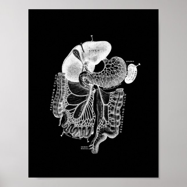 Anatomía interna humana en la impresión en blanco  (Frente)