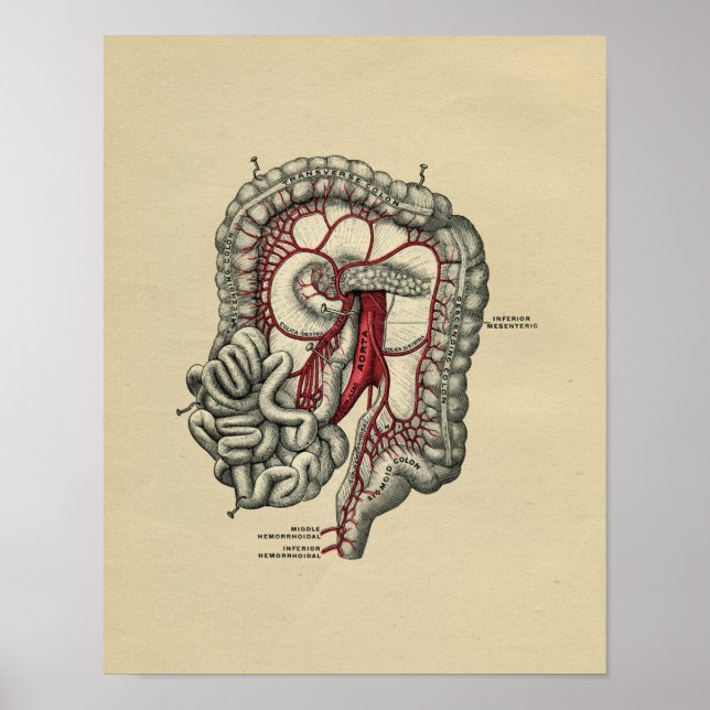 Anatomía intestinal humana 1902 Impresión de cosec (Frente)