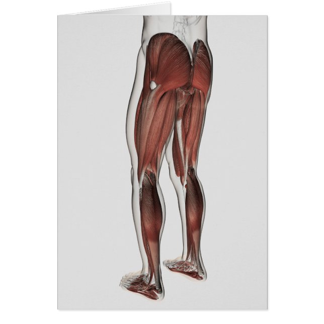 Anatomía Masculina De Las Piernas Humanas 1 (Frente)