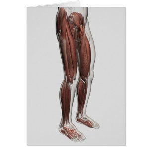 Anatomía Masculina De Las Piernas Humanas, Anterio
