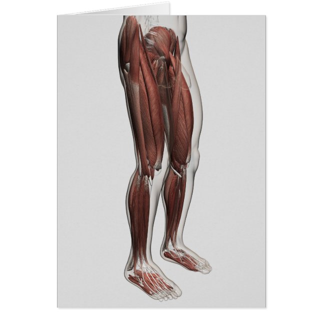 Anatomía Masculina De Las Piernas Humanas, Anterio (Frente)