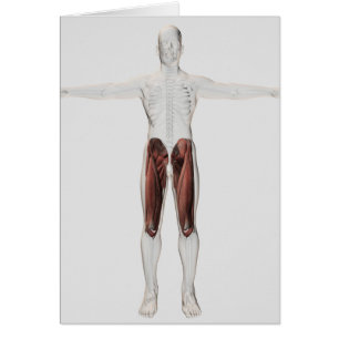 Anatomía Masculina De Las Piernas Humanas, Anterio