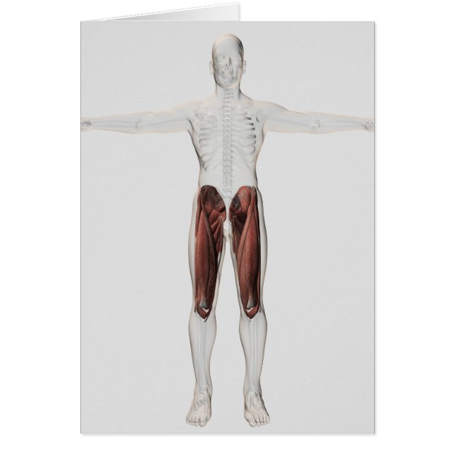 Anatomía Masculina De Las Piernas Humanas, Anterio (Frente)