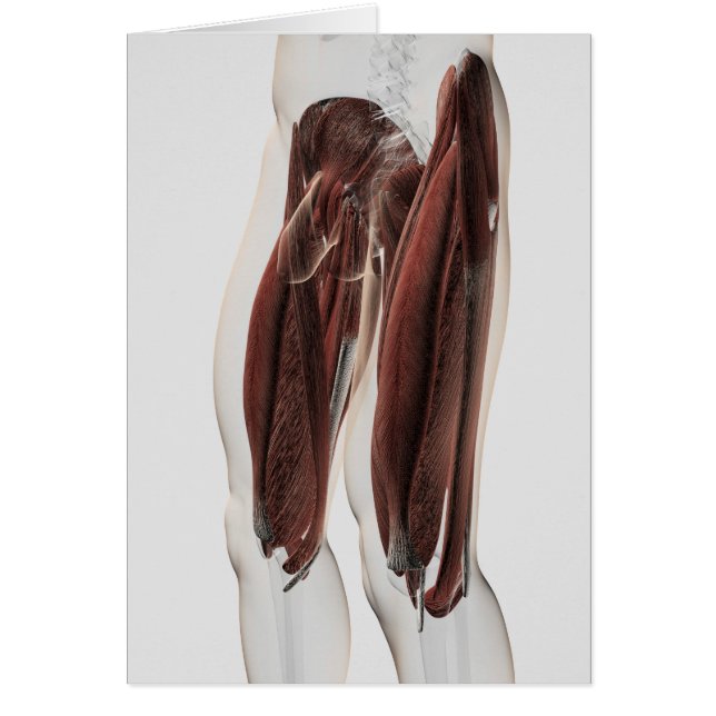 Anatomía Masculina De Las Piernas Humanas, Vista L (Frente)
