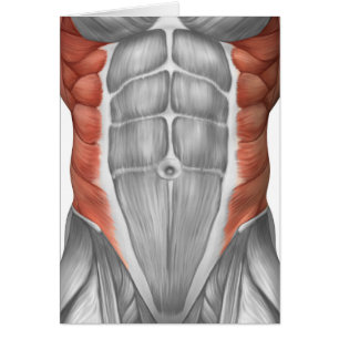 Anatomía masculina del músculo de la pared