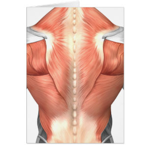 Anatomía masculina del músculo de la parte