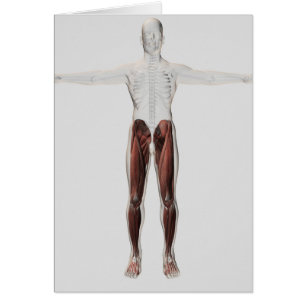 Anatomía masculina del músculo de las piernas