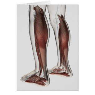 Anatomía masculina del músculo de las piernas