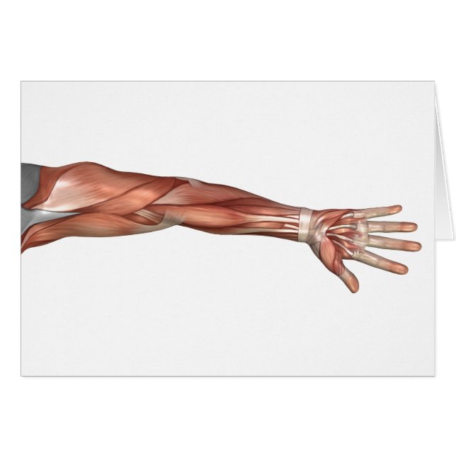 Anatomía Muscular Del Brazo Humano, Vista Anterior (Anverso (Horizontal))