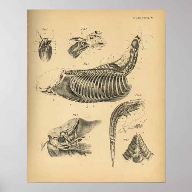 Anatomía muscular del caballo 1908 Impresión de co (Frente)
