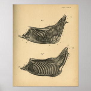 Anatomía muscular del caballo 1908 Impresión de co