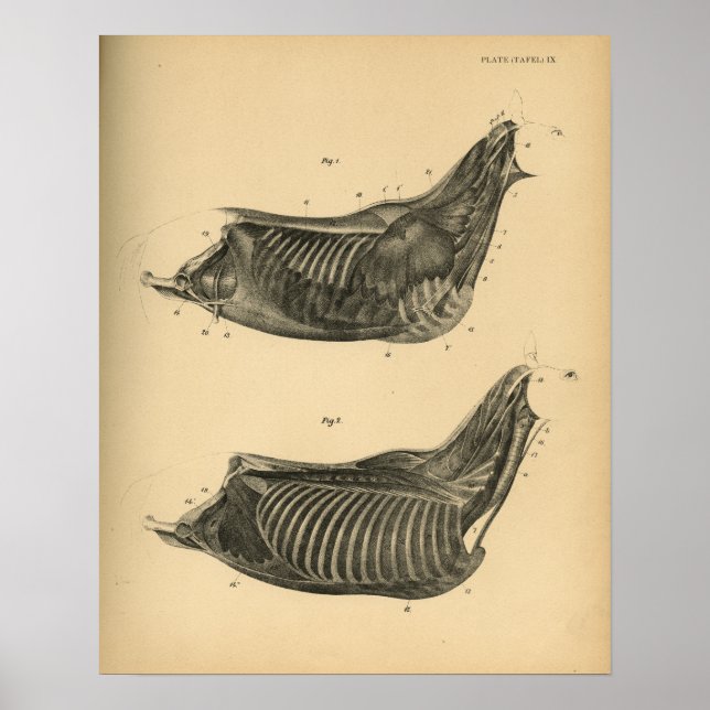 Anatomía muscular del caballo 1908 Impresión de co (Frente)