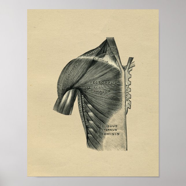 Anatomía muscular humana 1902 Impresión de cosecha (Frente)