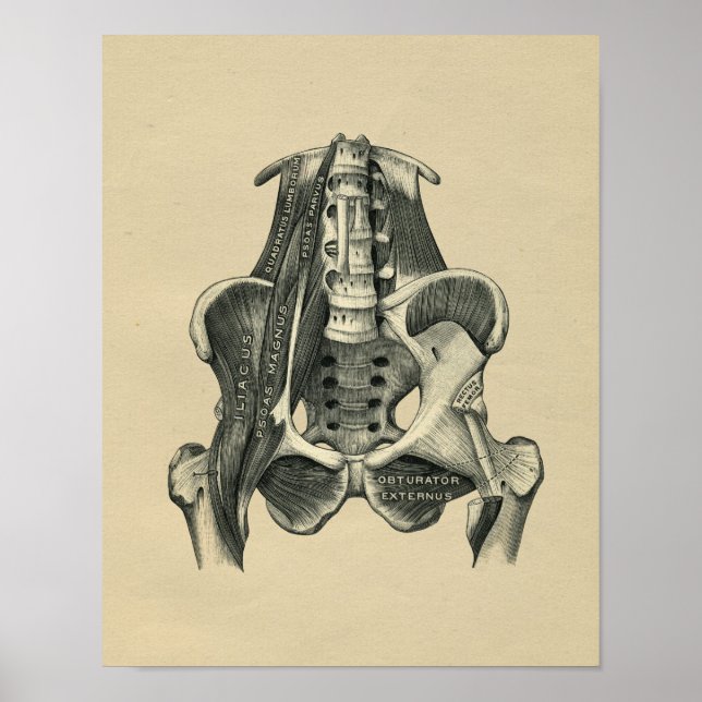 Anatomía muscular humana 1902 Impresión de cosecha (Frente)