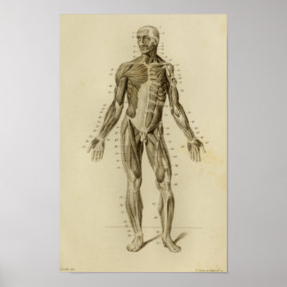 Anatomía muscular Impresión vintage