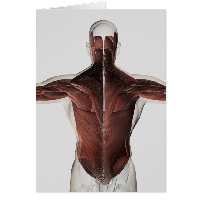 Anatomía Muscular Masculina De La Espalda Humana 2 (Frente)