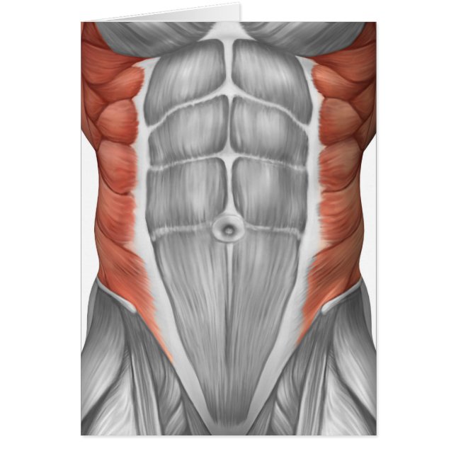Anatomía Muscular Masculina De La Pared Abdominal (Frente)