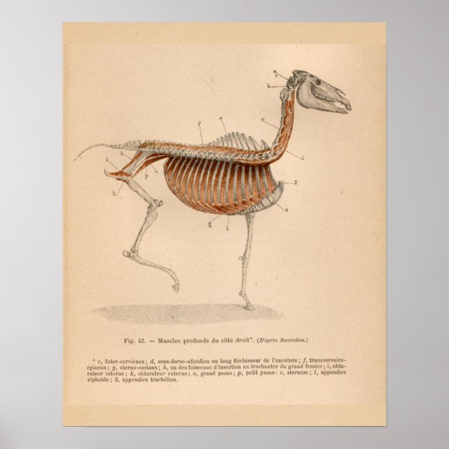Anatomía muscular profunda de caballo Impresión de (Frente)