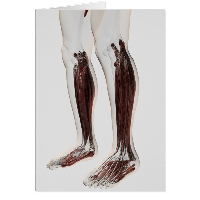 Anatomía Músculo Masculino De Las Piernas Humanas, (Frente)