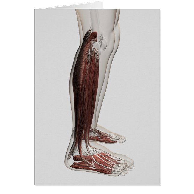 Anatomía Músculo Masculino De Las Piernas Humanas, (Frente)