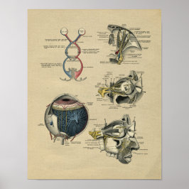 Anatomía ocular humana 1902 Impresión vintage