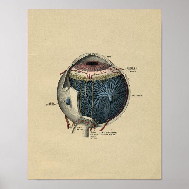 Anatomía ocular humana 1902 Impresión vintage (Frente)