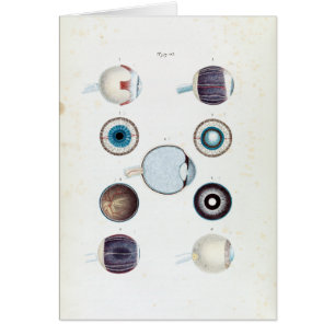 Anatomía vintage del ojo humano