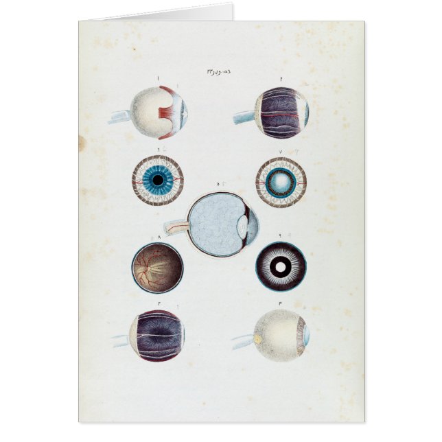 Anatomía vintage del ojo humano (Frente)