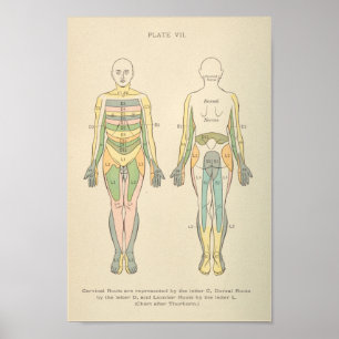 Anatomía vintage Impresión Dermatomas Patrones Ner