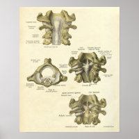 Anatomía Vintage Impresión Huesos Cervical Spine
