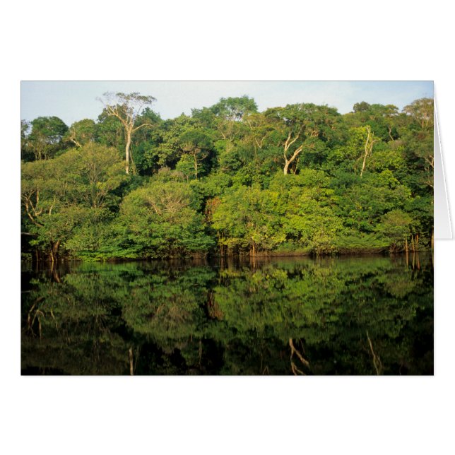 Anavilhanas, Amazonas, Brasil. Río de selva tropic (Anverso (Horizontal))